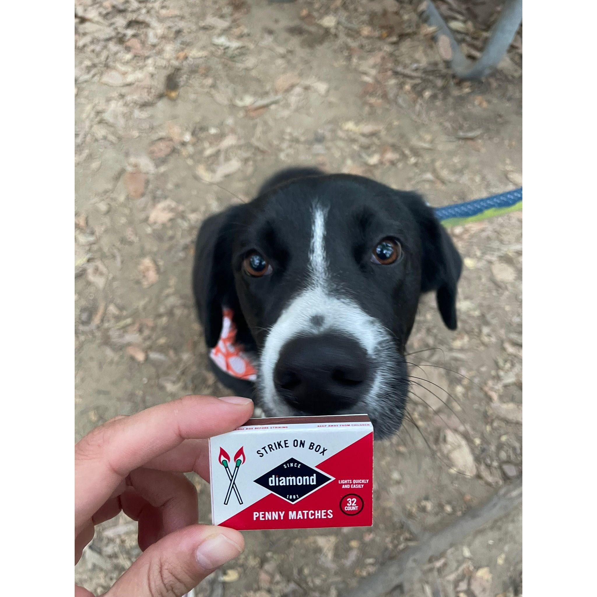 Penny thinks the couple is a perfect match