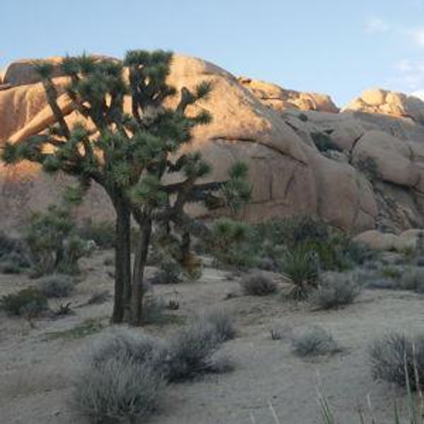 Desert Natives- Are you feeling grand?