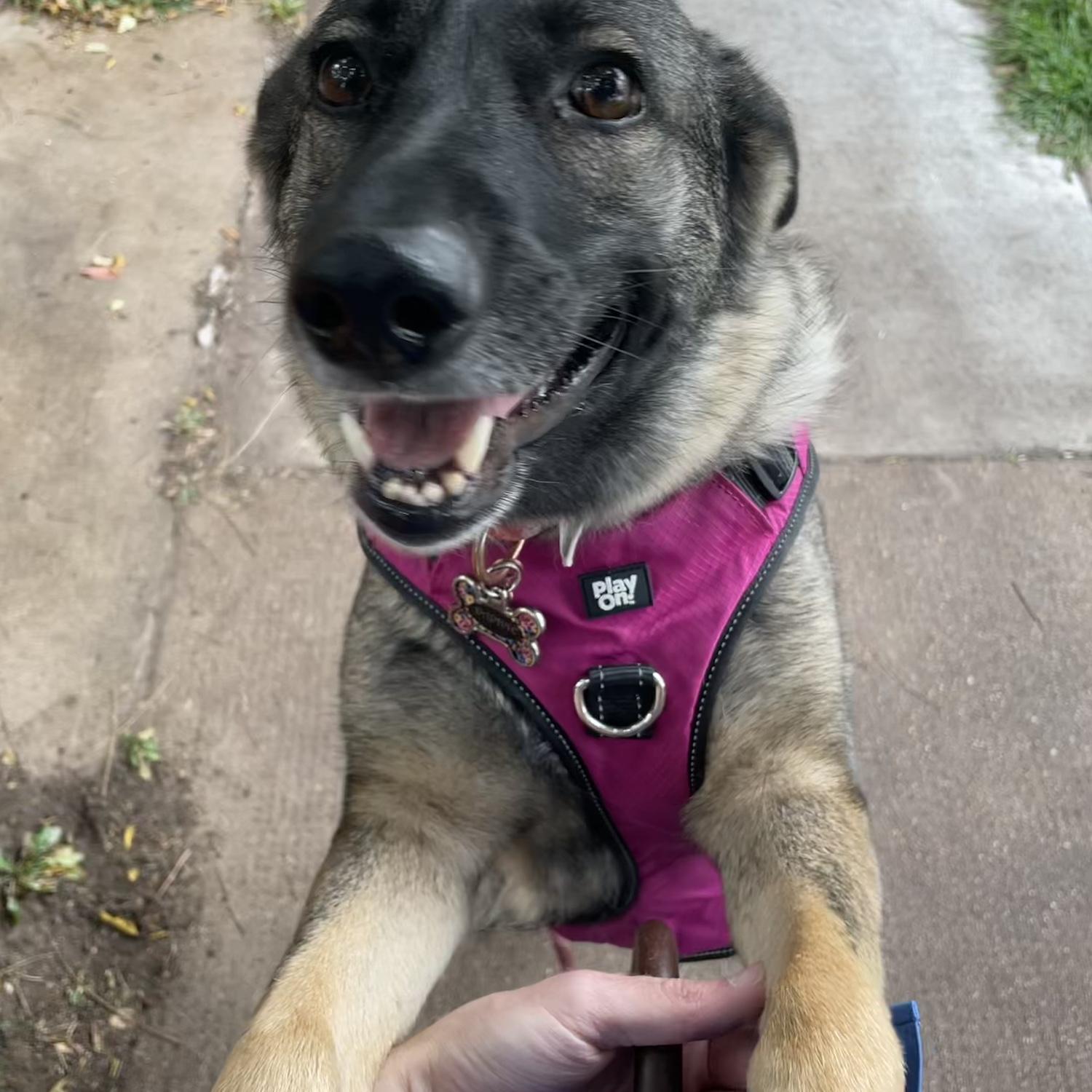 Daphne was very happy to see Philip after a trip!