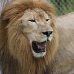 McCarthy's Wildlife Sanctuary
