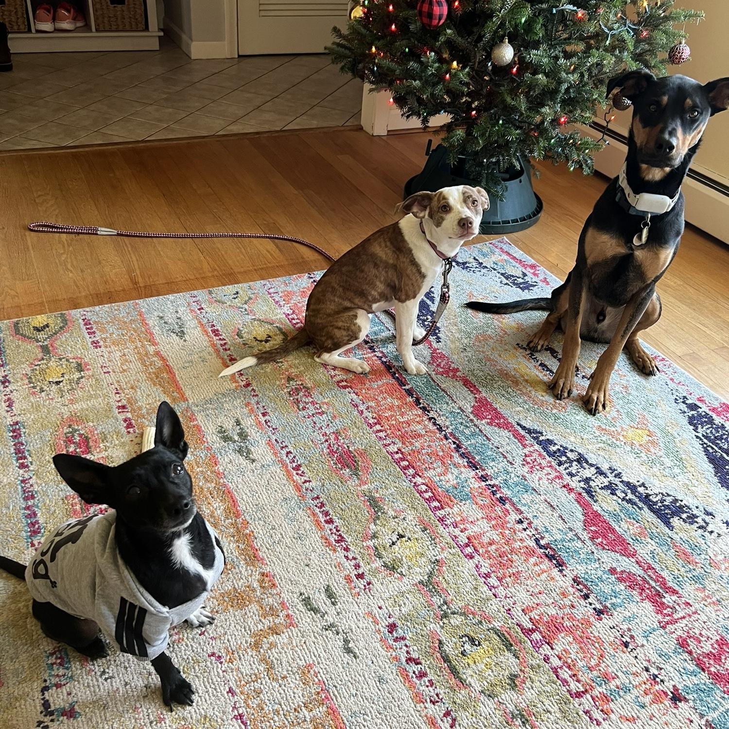 Our fur babies!