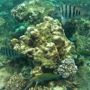 Koh Tao & Koh Nangyuan Snorkeling