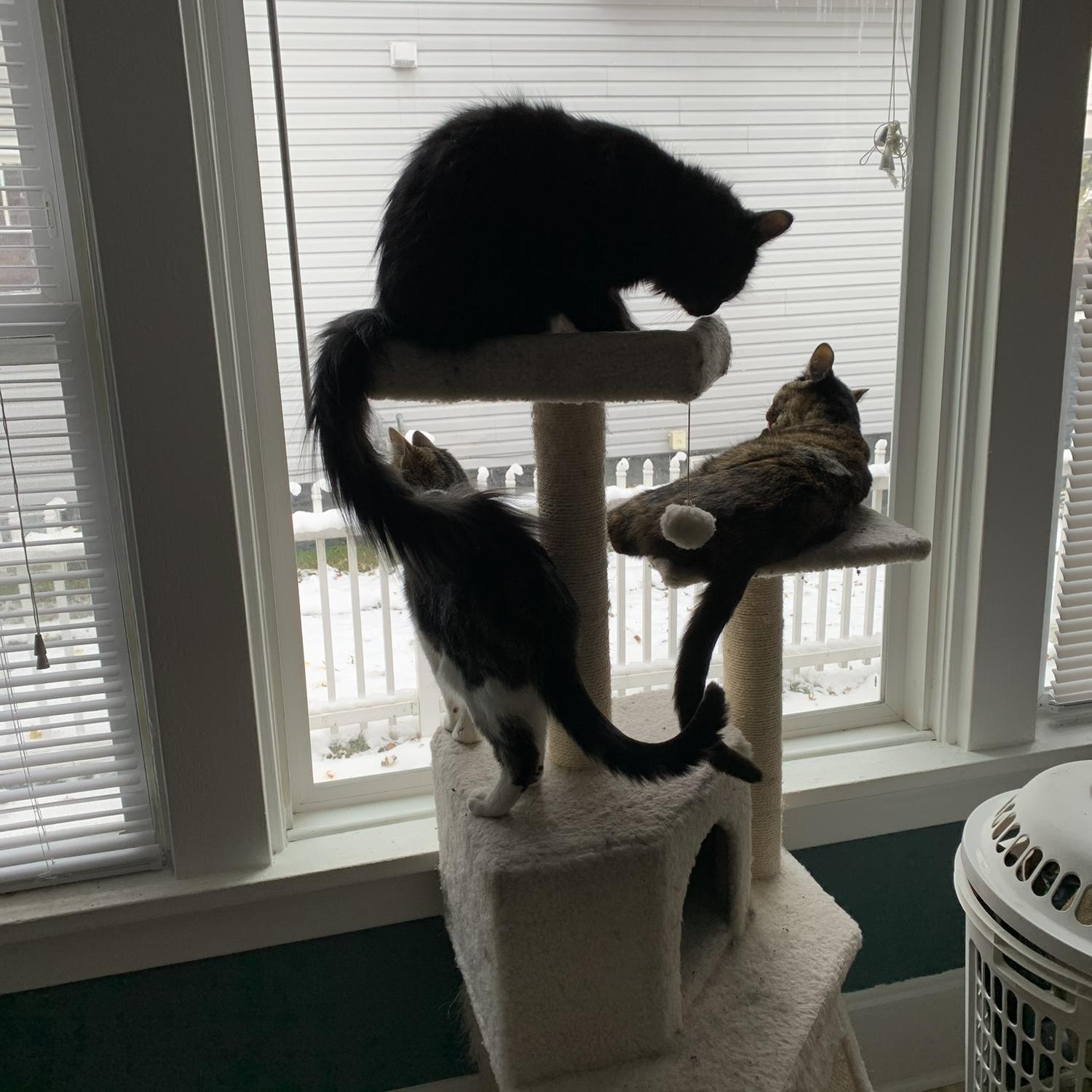 Inheriting 3 cats….