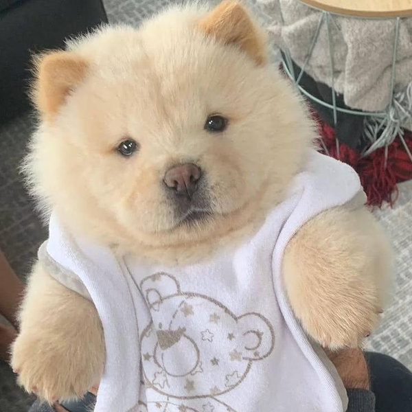 Our New Puppy