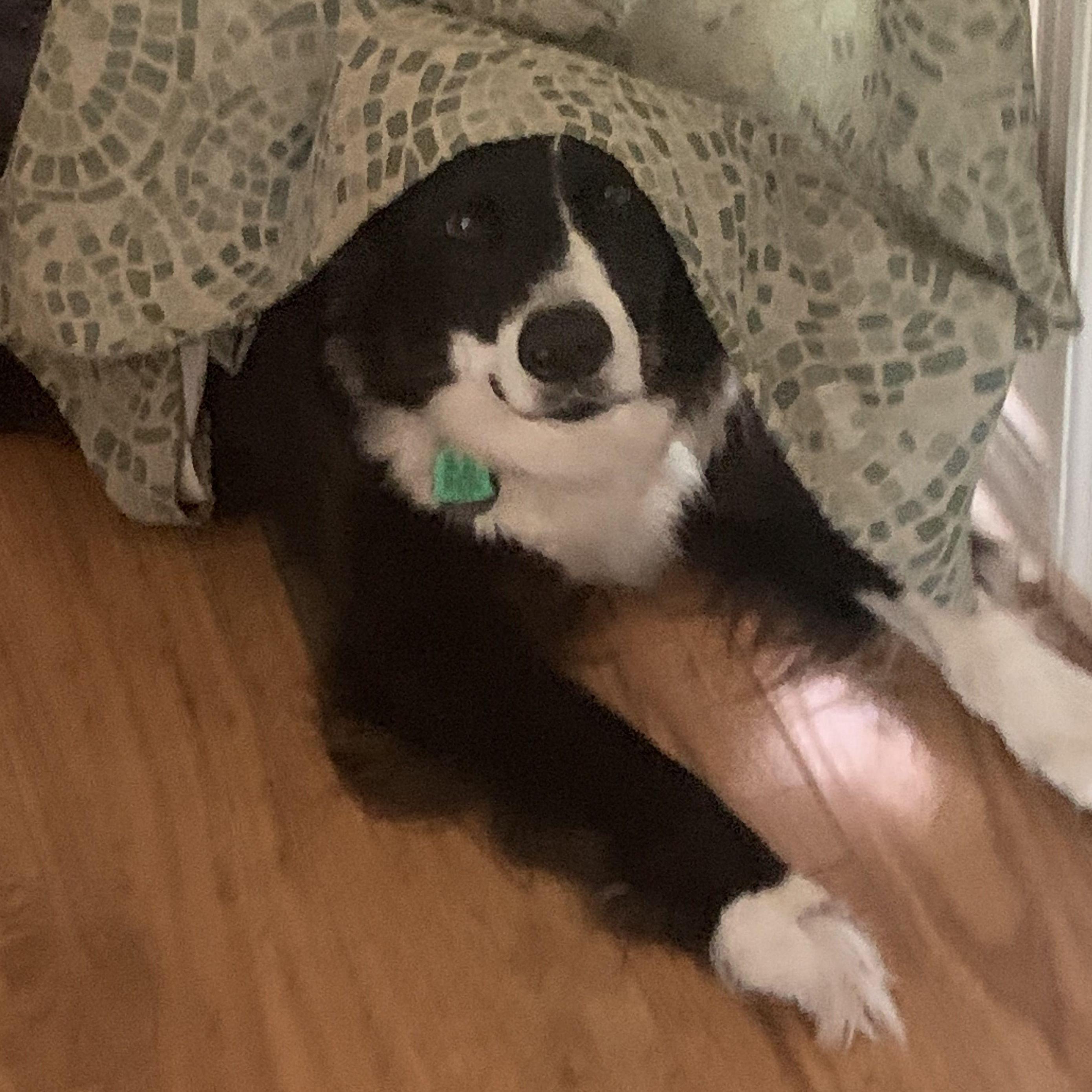 Pirate, the most devious little buddy I've ever had.