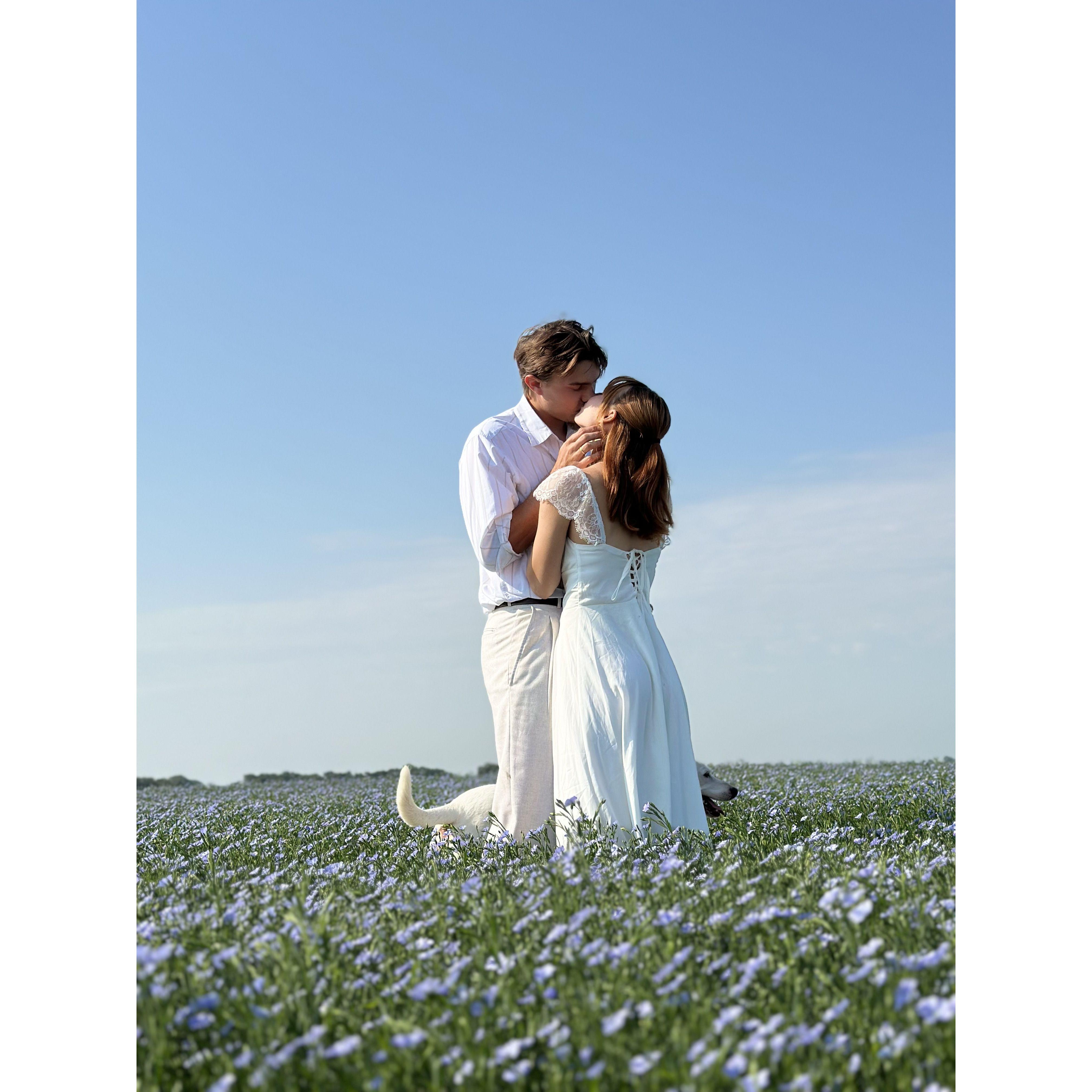 Flax Field pictures in ND July 16, 2024