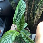 The Plant Outpost