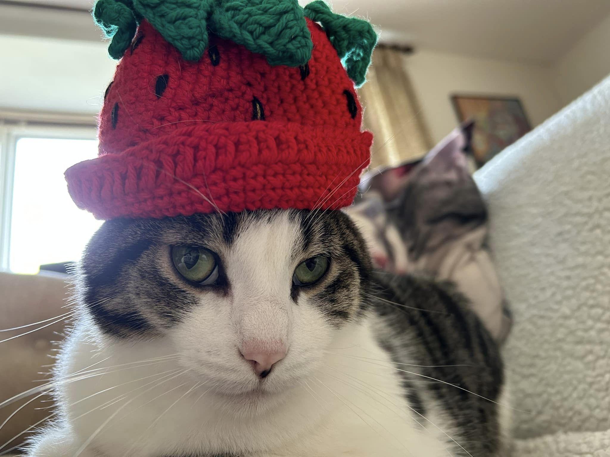 The Wedding Website of Samantha Maneval and Charles Yutkowitz