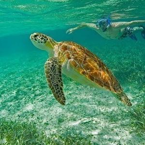 All-Inclusive Full Day Hol Chan Tour