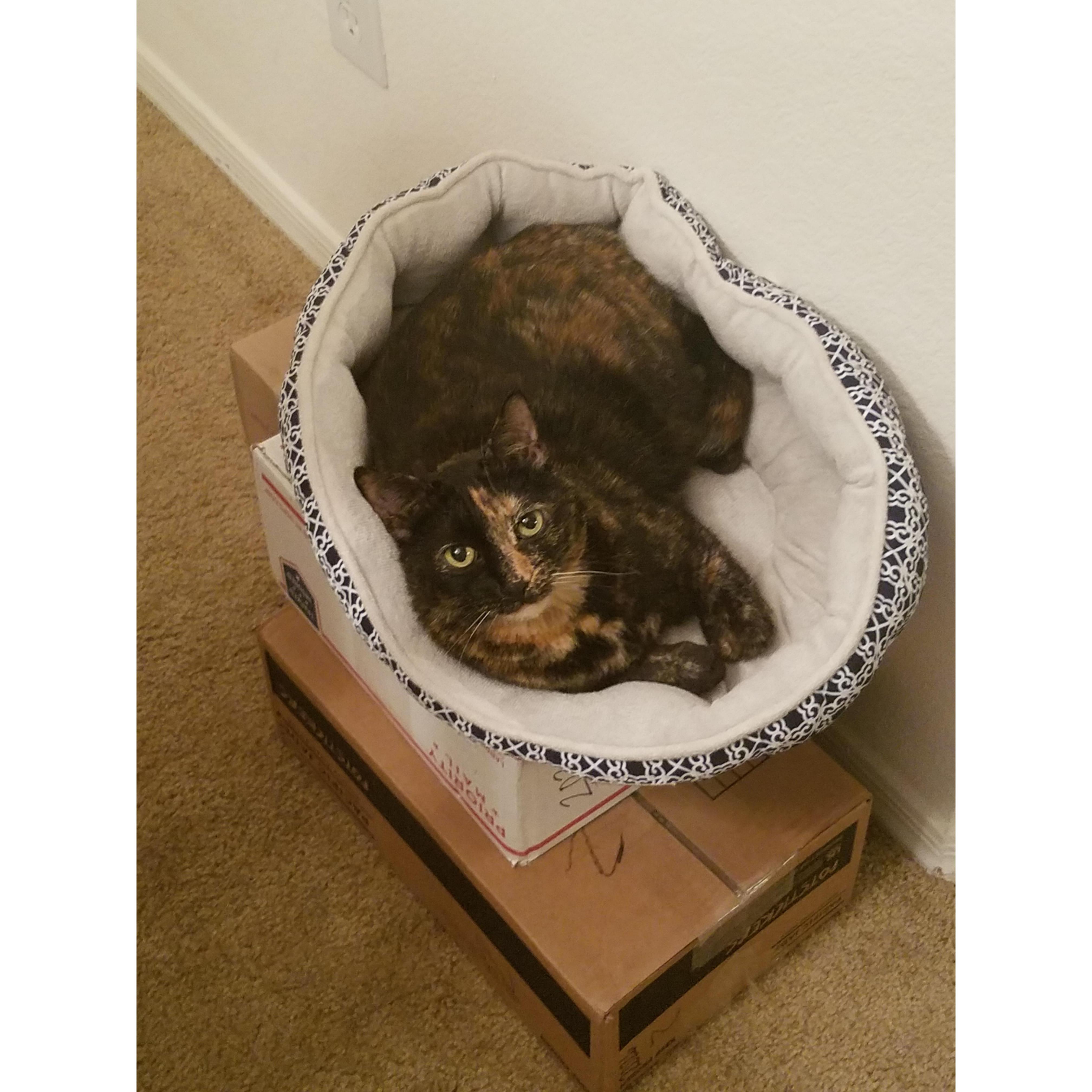 Our first fur baby! Savannah aka Kitty