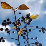 Whitefish Farmer's Market (Tuesday, 5pm - 7:30pm)