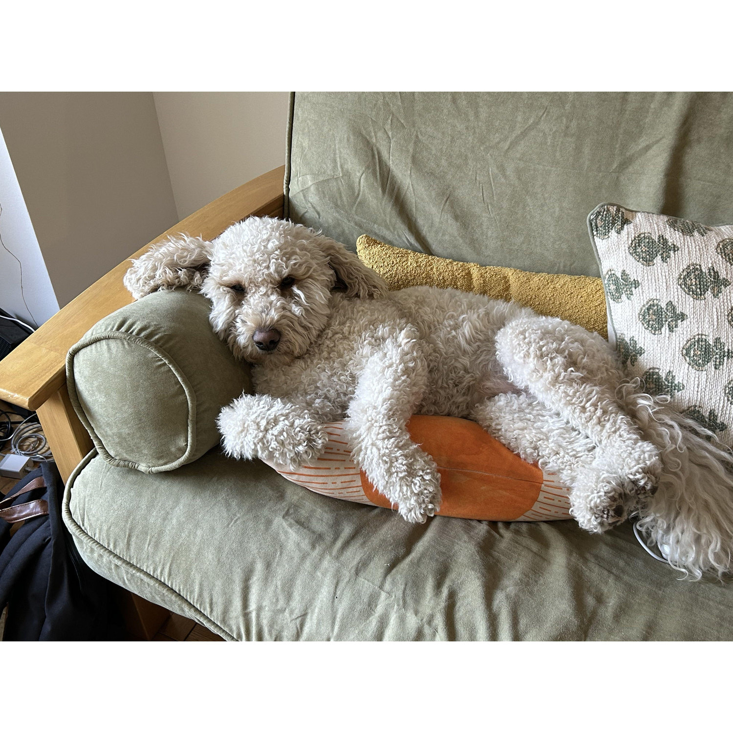 Cooper, aka Mr. Goo (April 2024)