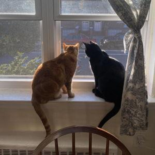 Honeymoon Catsitting
