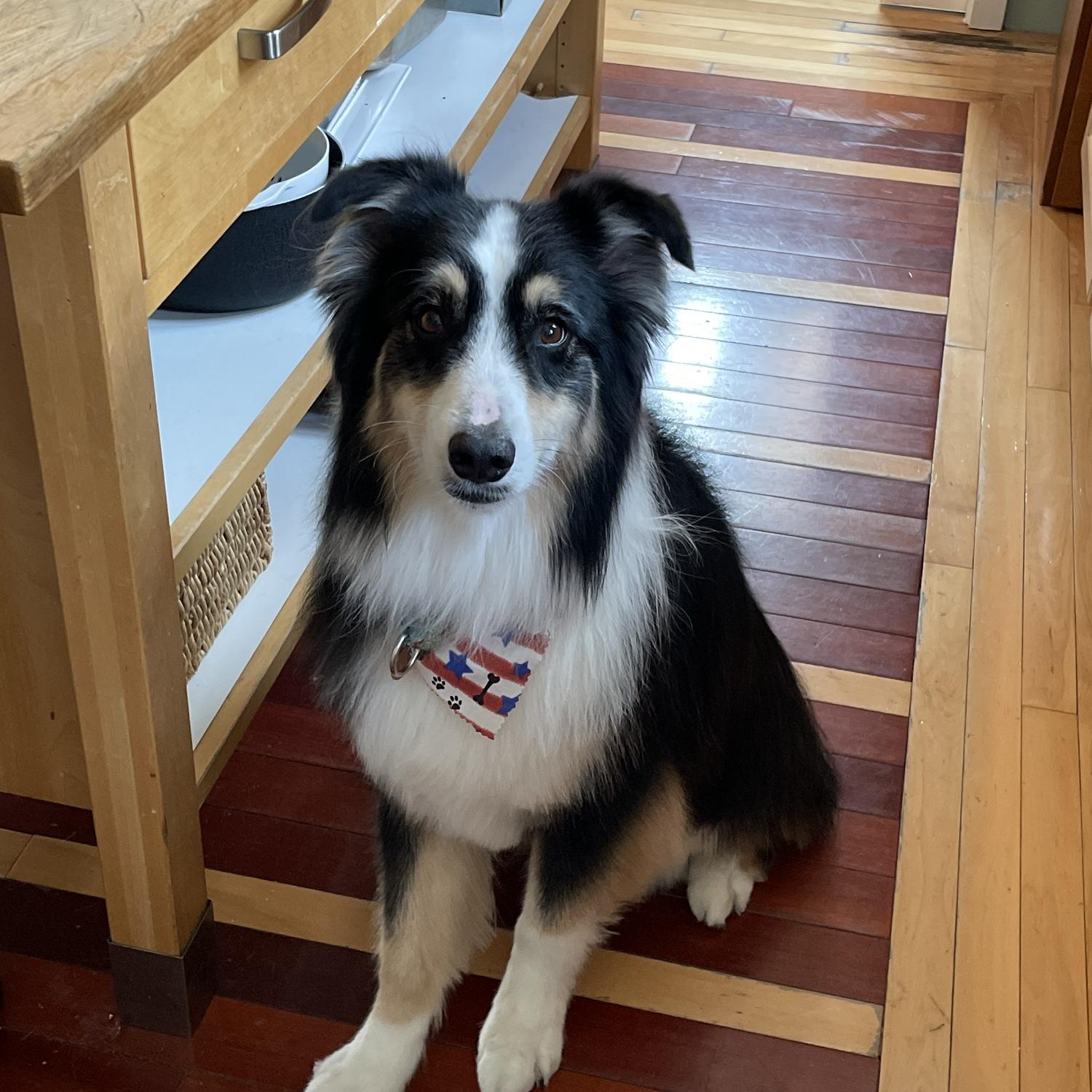 Hermes. We adopted him in 2022
