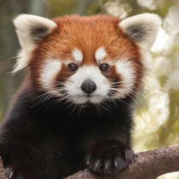 Nashville Zoo Membership