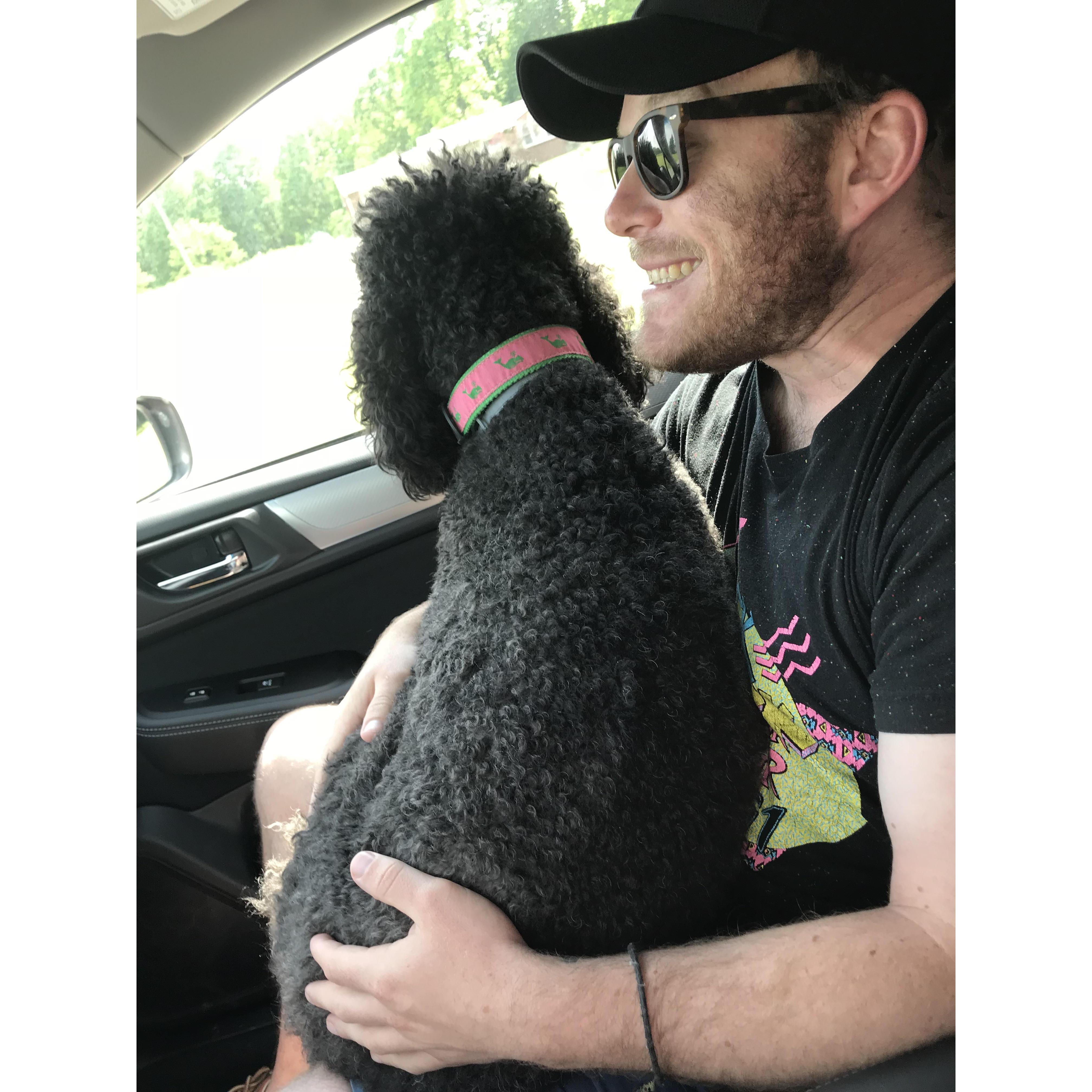 This is how we road trip... 50lb Skye pie poodle loves to ride shotgun
