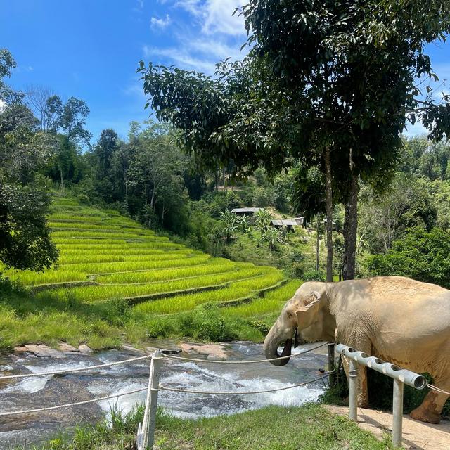 Visit a Thai Elephant Sanctuary