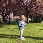Brooklyn Botanic Garden