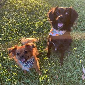 Our Pet Toy Fund