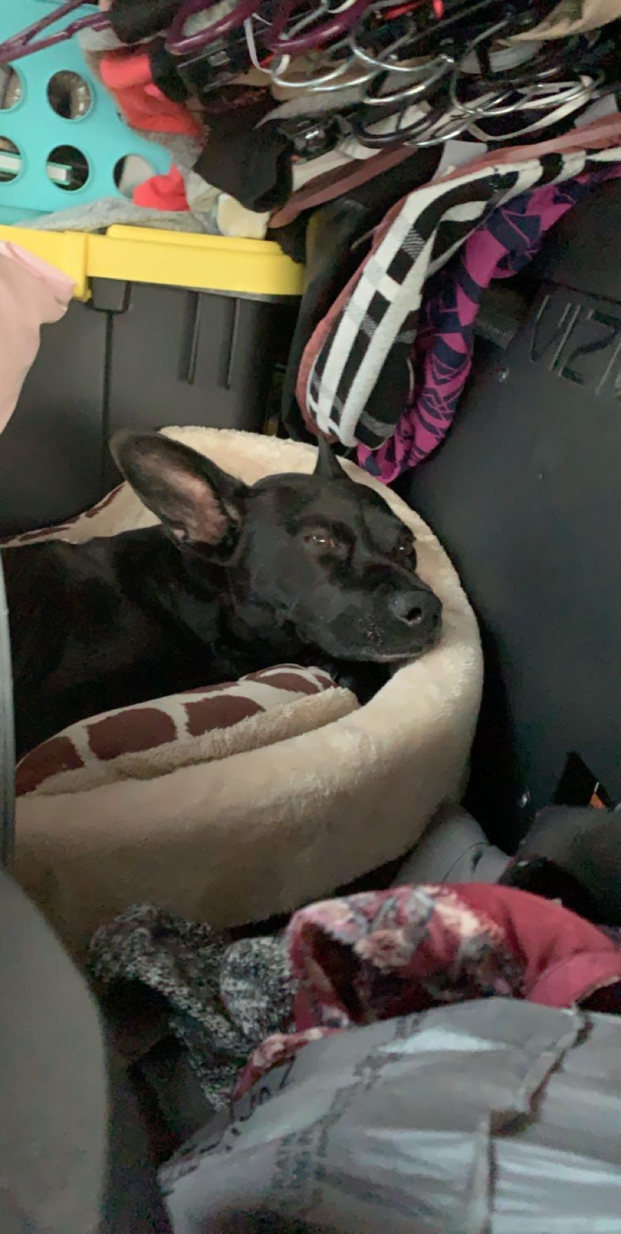 August 2019 - Packed my dog and my things into my car and moved to Austin! (Oscar went to Eagle Pass to drive my car up to Austin because I used to be scared of highways 😂)