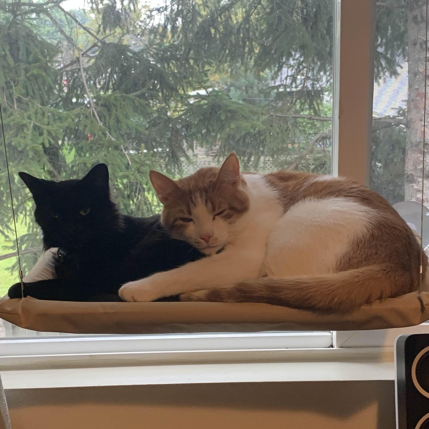 Carl & Jasper