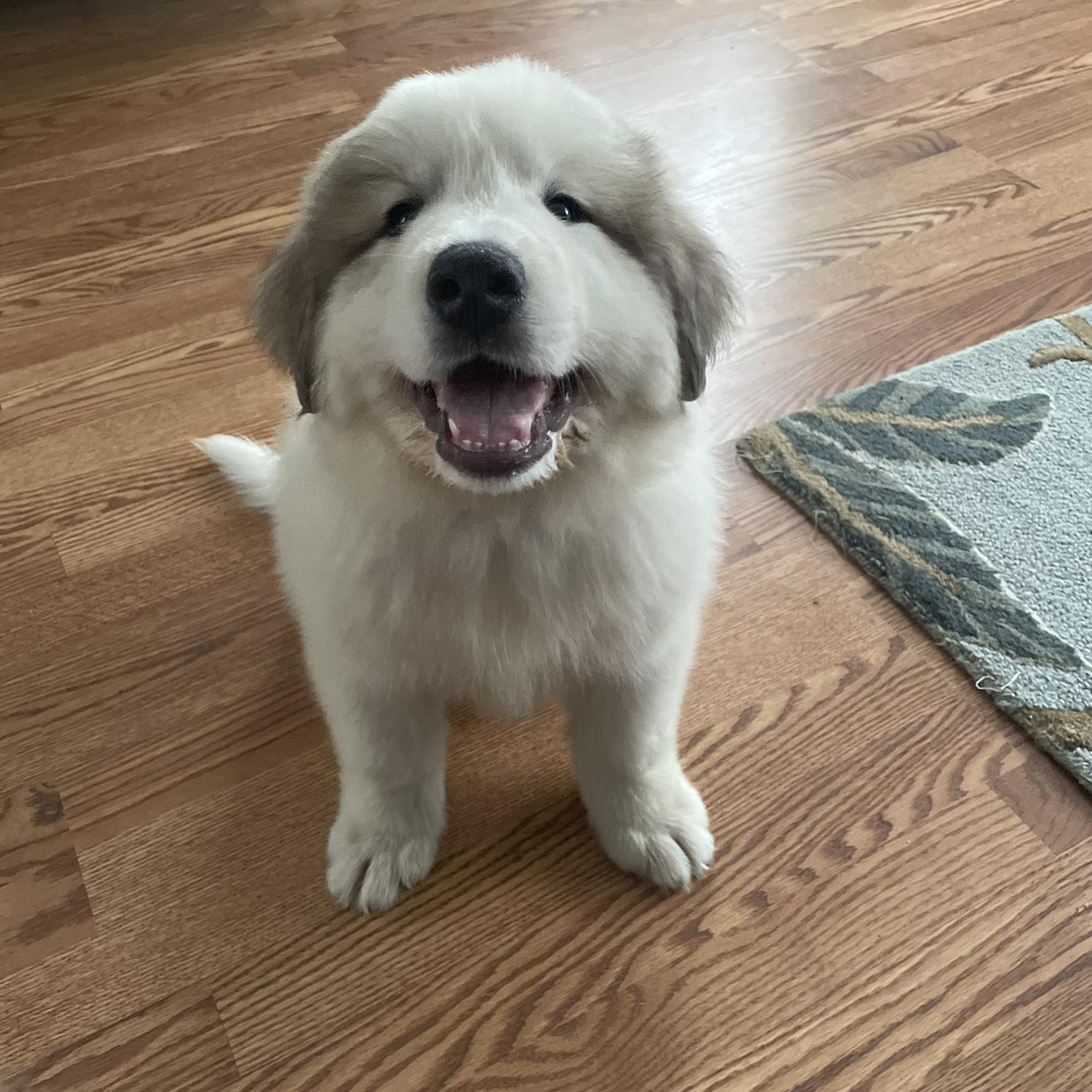 The day we brought Ramsey home 🐻‍❄️❤️