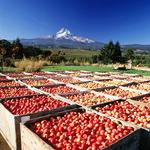 Hood River Fruit Loop