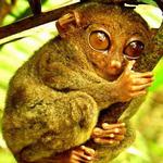 Philippine Tarsier Sanctuary