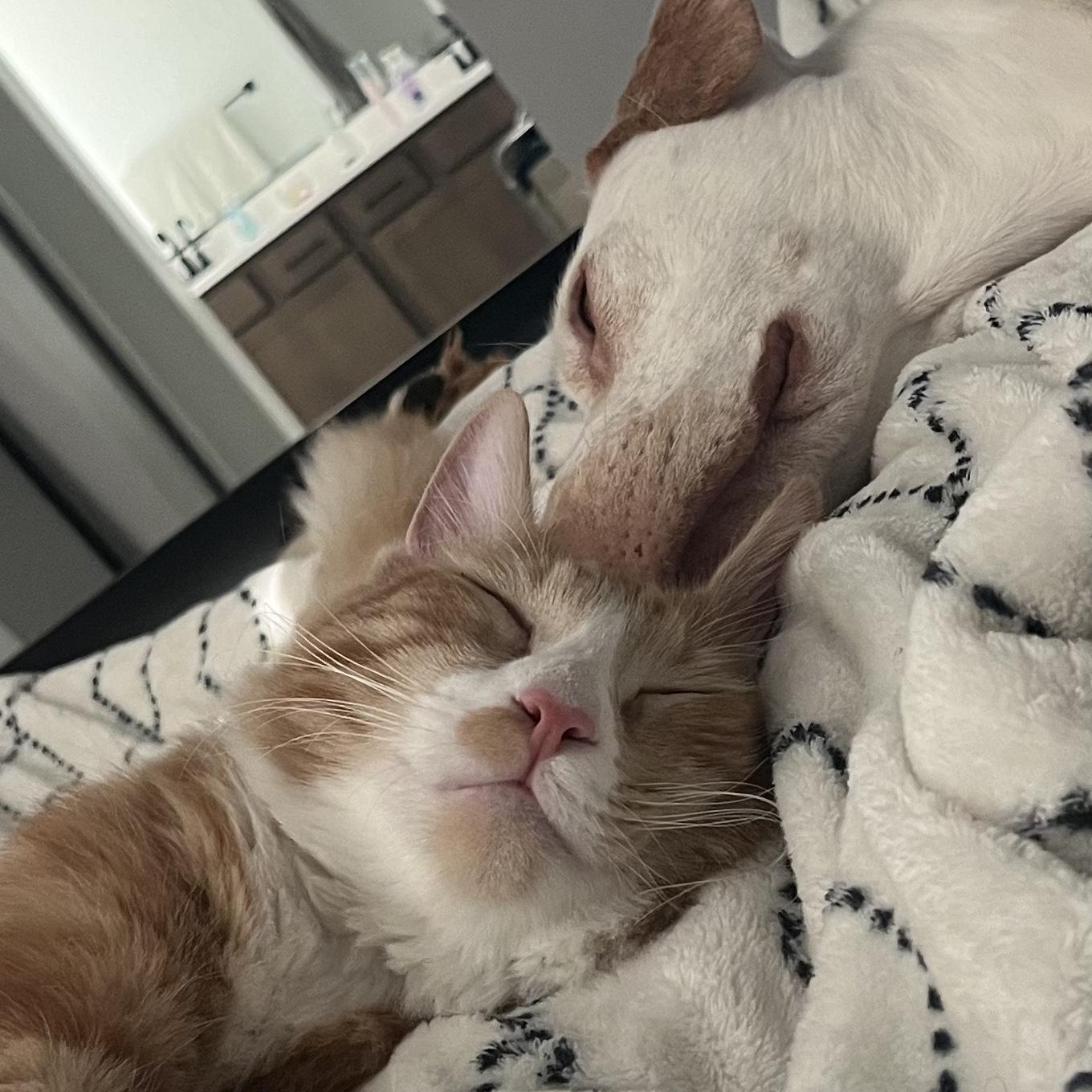 Steven and Alexis have 2 fur babies. Fenny (cat) & Chamber (dog)