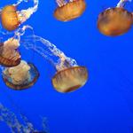 Monterey Bay Aquarium