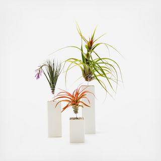 Airplant Vessel Matte White