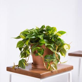 Philodendron Brasil