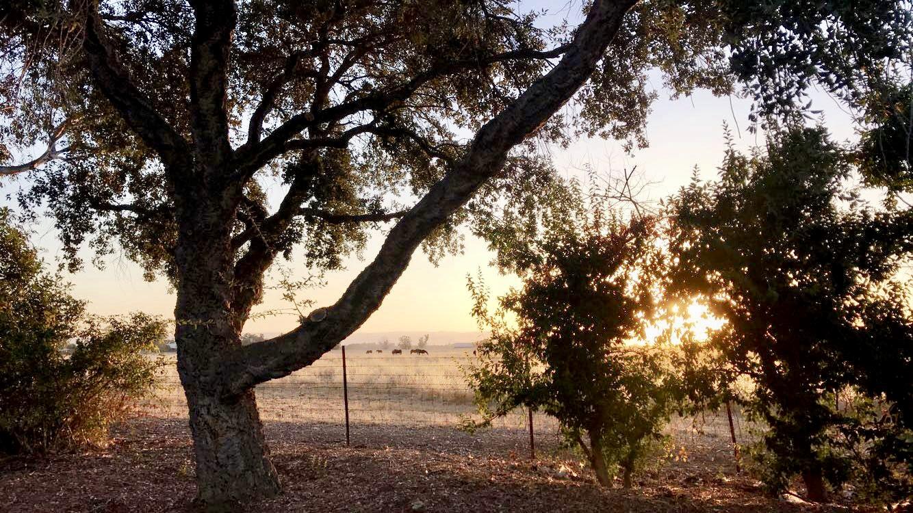 The Wedding Website of Crystal Jauregui and Manny Baez