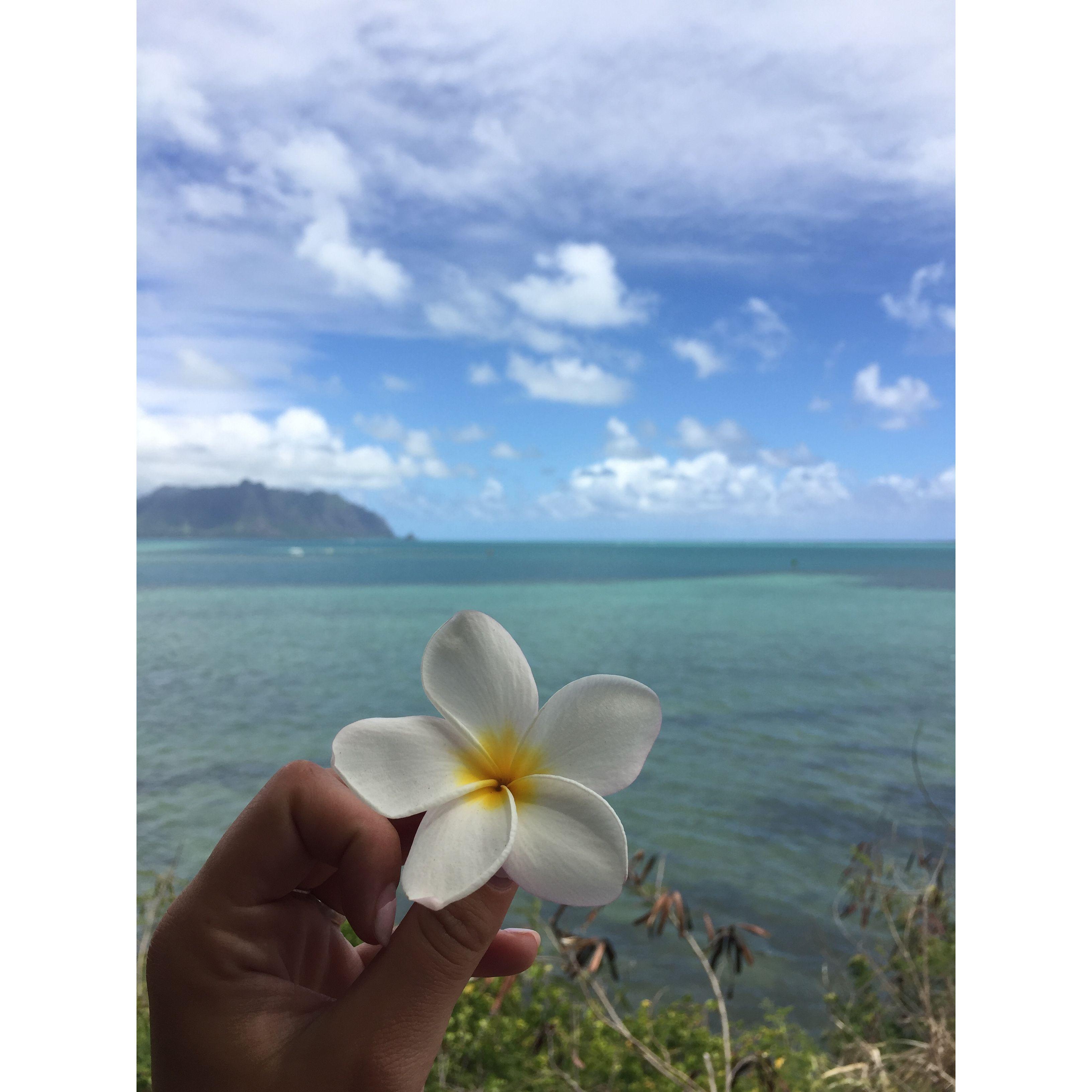 Nothing like a fresh plumeria.