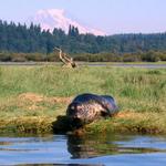 Billy Frank Jr. Nisqually National Wildlife Refuge