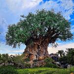 Friday Morning: Animal Kingdom