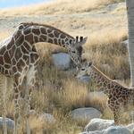 The Living Desert Zoo and Gardens