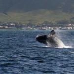 Hermanus