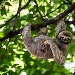 Sloth Watching / Observación de Perezosos