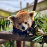 Greenville Zoo