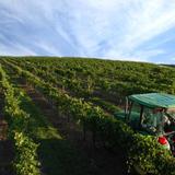 Lakeridge Winery & Vineyards