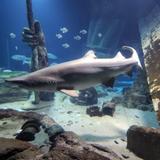 Long Island Aquarium