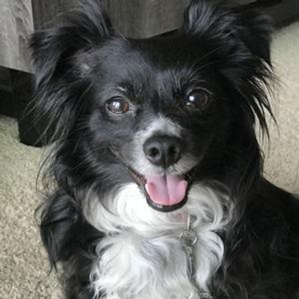 Year's Supply Of Dog Treats for Bella