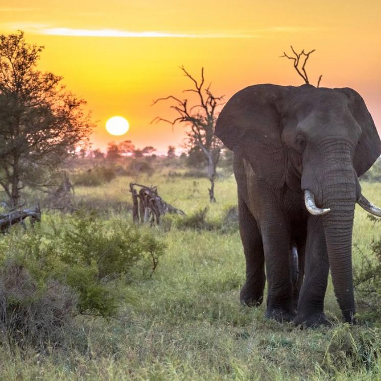 Honeymoon fund - Travel to South Africa (Cape Town and Kruger Park)