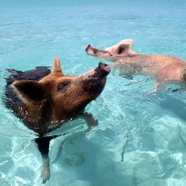 Swim with pigs in the Bahamas