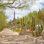 Springs Preserve
