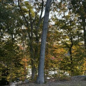 Landscaping Projects