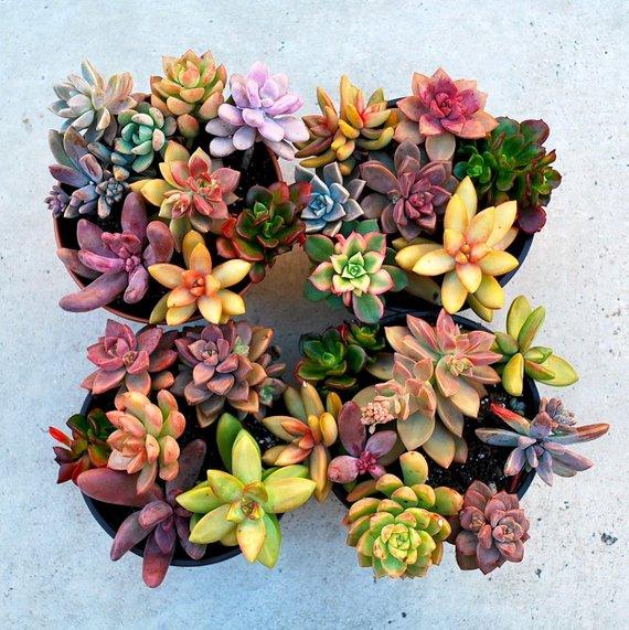 Beautiful Assorted Springtime Succulents