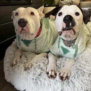 Donation to Rescued Pets Movement