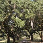 McLeod Plantation Historic Site